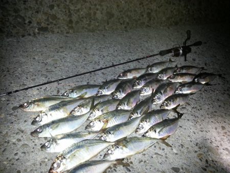 奥湾アジング アジ祭り