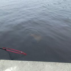 モンスターからの！！