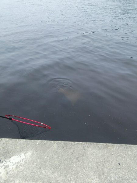 モンスターからの！！