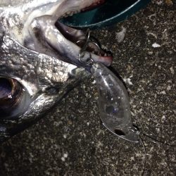 チニング〜*\\(^o^)/*