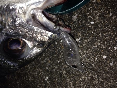 チニング〜*\\(^o^)/*