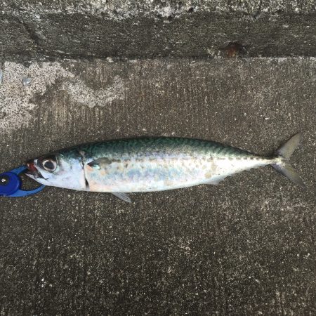 青物狙いの和歌山遠征②