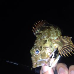 メバルとガシラ