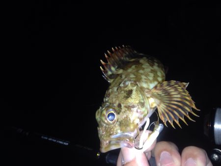 メバルとガシラ