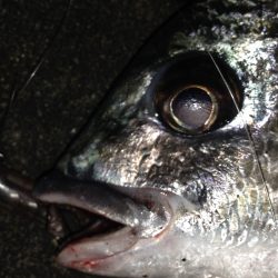 バチ抜け開幕？