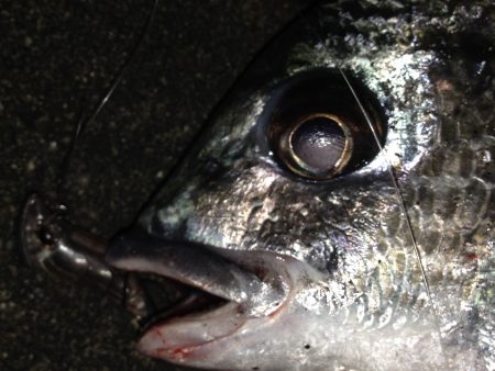 バチ抜け開幕？