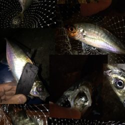 爆釣湾奥アジング♪