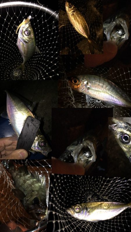 爆釣湾奥アジング♪