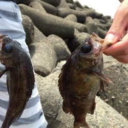 佐野川尻キジハタ⁈