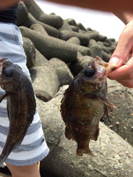 佐野川尻キジハタ⁈