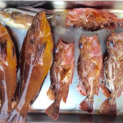 アイナメ ヒット!