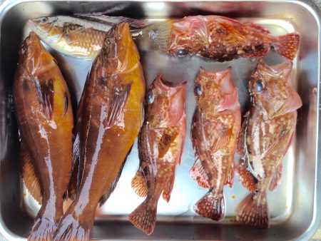 アイナメ ヒット!