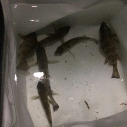 加太でメバリング