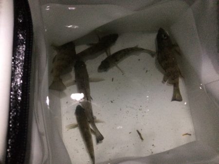 加太でメバリング