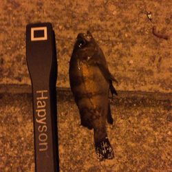 久々に手ごたえを感じたメバリング