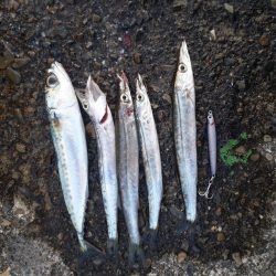 カマスが釣れてます