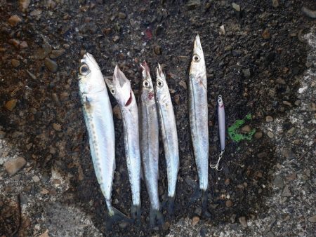 カマスが釣れてます