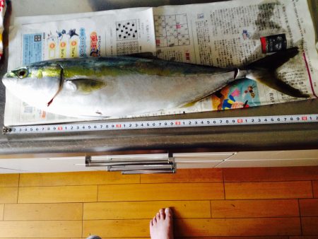 青物釣り