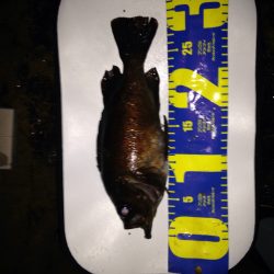 尺まであと一歩！京丹後メバル。