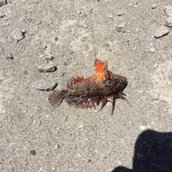 ガシラとハオコゼ