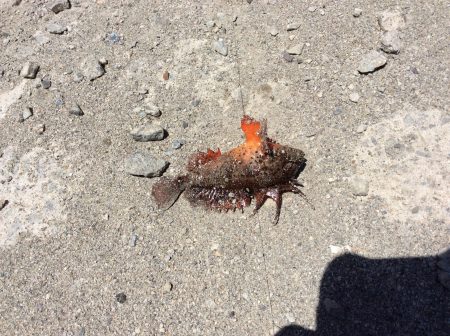 ガシラとハオコゼ