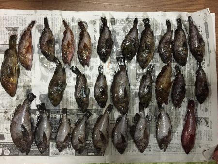 大量！！ 根魚祭り！！