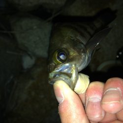 泉南サーフで小メバルが湧いてぃる‼️