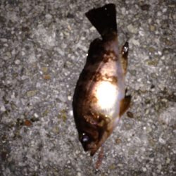 林崎漁港→大蔵海岸