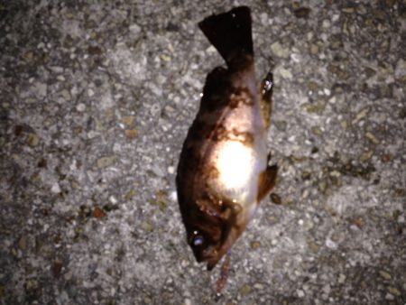 林崎漁港→大蔵海岸