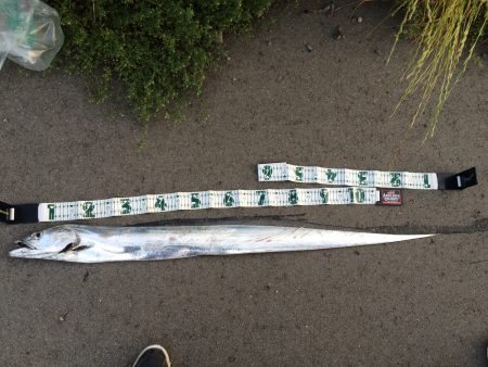 まさかの太刀魚