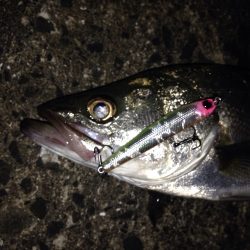 短時間でのシーバス狙い