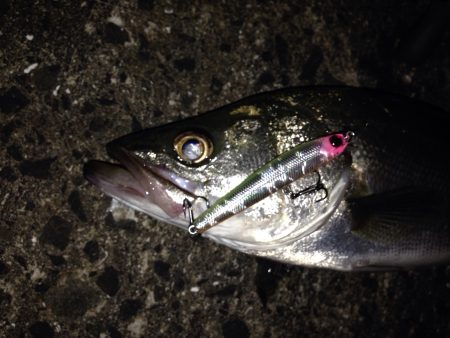 短時間でのシーバス狙い