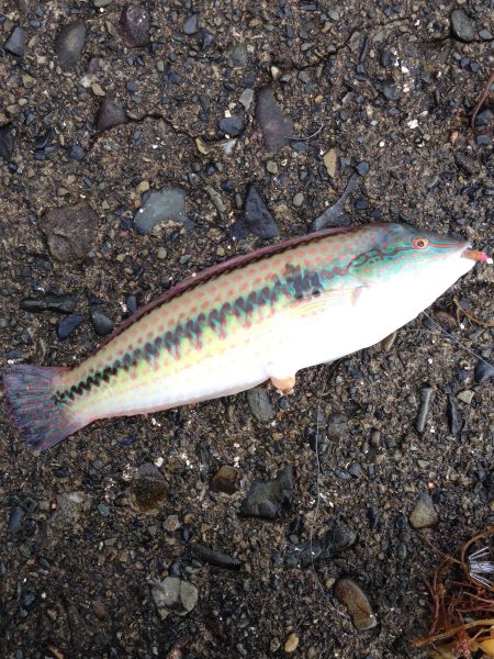 串本釣行二日目