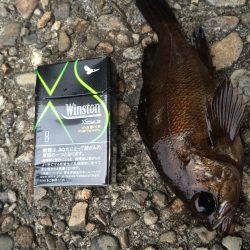 佐野川尻でデイメバリング(~_~;)