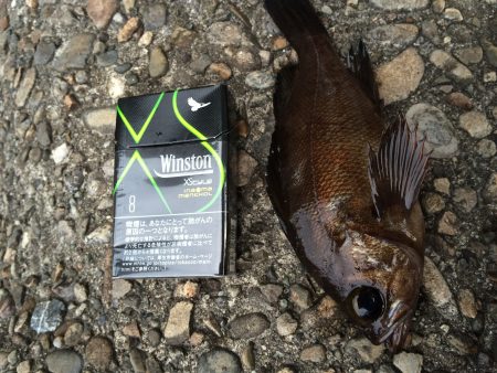 佐野川尻でデイメバリング(~_~;)