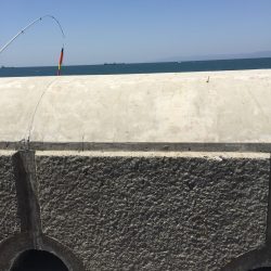 あまり嬉しくないさかな