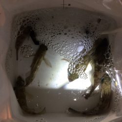 なかなか楽しいメバリング