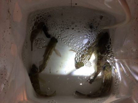 なかなか楽しいメバリング