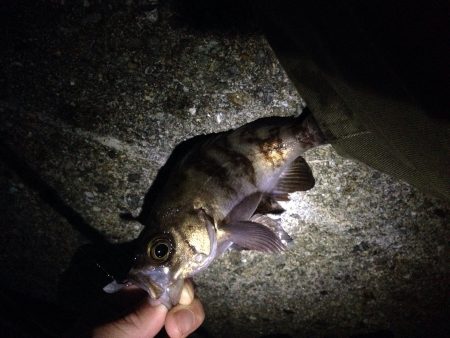 メバル調査Vol.3