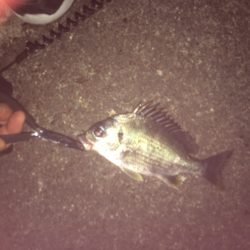 マイポイントでチニング練習3バラシ2キャッチ