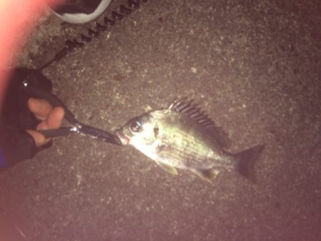 マイポイントでチニング練習3バラシ2キャッチ