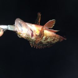 なかなか渋い状況でした。