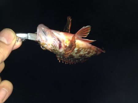 なかなか渋い状況でした。