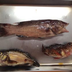 サビキは手応えなし