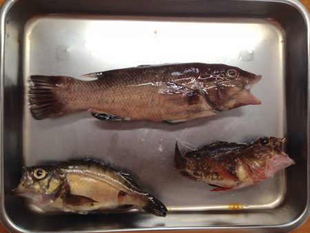 サビキは手応えなし