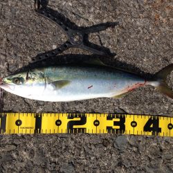 粘って、ハマチGET