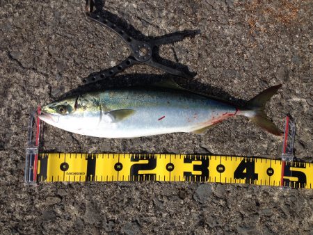 粘って、ハマチGET