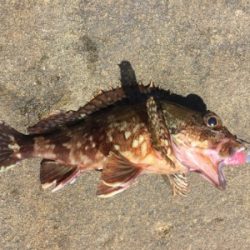 マイクロワインドでガシラ