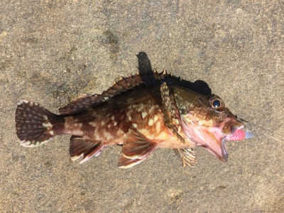 マイクロワインドでガシラ