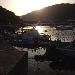 アオリはどこに